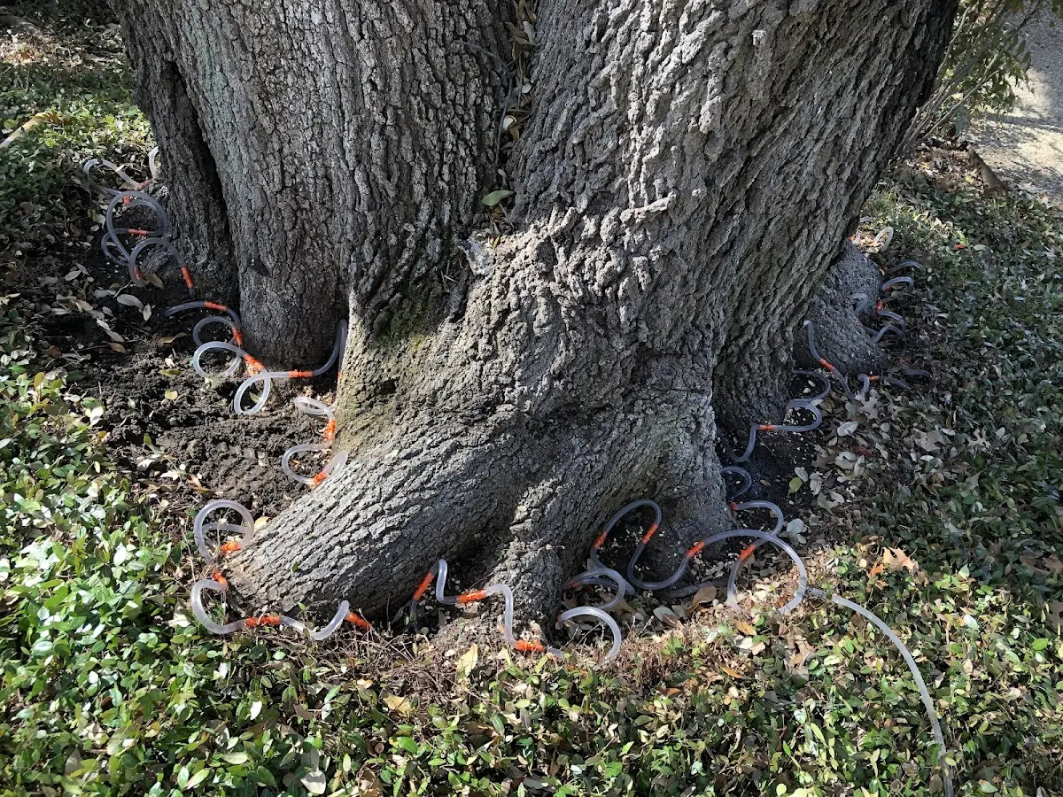 Detailed Tree Cabling and Bracing job site in German Valley