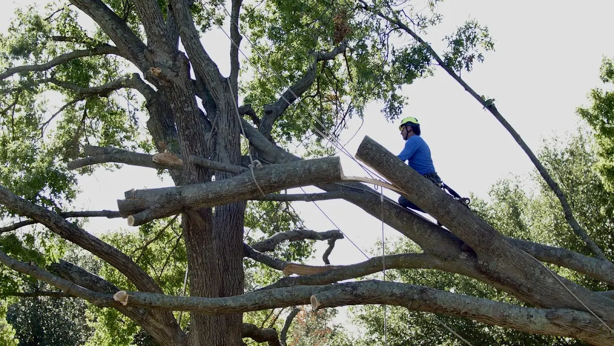 Professional Hazardous Tree Removal performed by certified arborists in German Valley