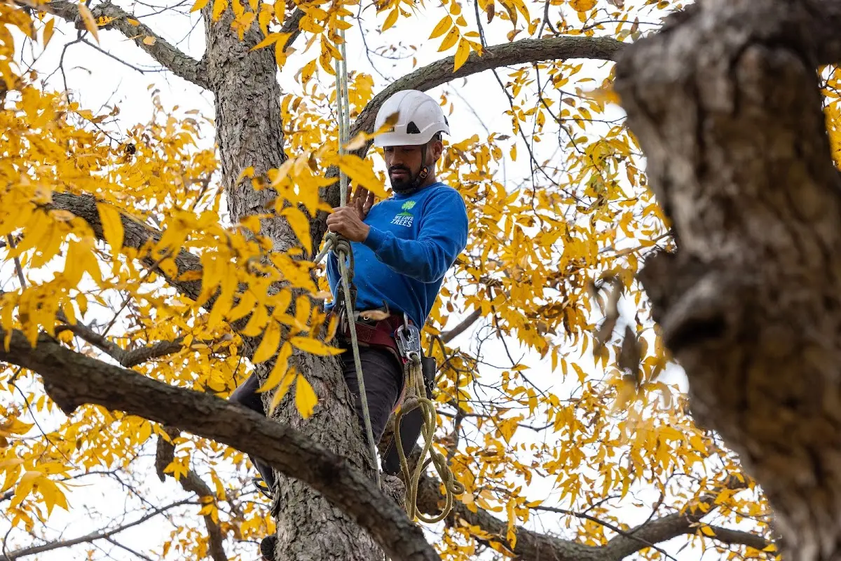Skilled Tree Trimming crew working in German Valley